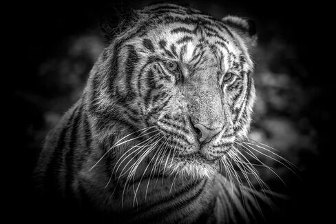 Tiger (Panthera Tigris) - Print/Canvas/Acrylic/Metal in Kuwait