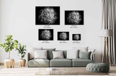 Tiger (Panthera Tigris) - Print/Canvas/Acrylic/Metal in Kuwait