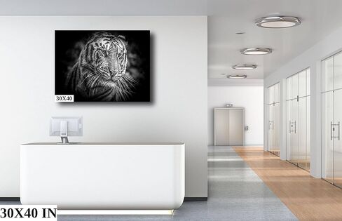 Tiger (Panthera Tigris) - Print/Canvas/Acrylic/Metal in Kuwait