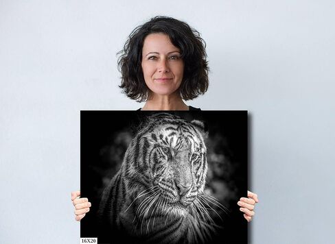 Tiger (Panthera Tigris) - Print/Canvas/Acrylic/Metal in Kuwait