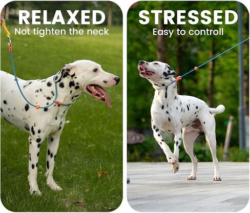 HowGo Slip Lead Dog Leash with Padded Handles | Lightweight Dog Training Leash with 360°Swivel Anti-Tangle | Heavy-Duty Lead and Collar for Large Medium and Small, No-Pull Walking (Black, 5.5FT) in Kuwait