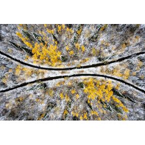 Aspens in Snow بواسطة طائرة بدون طيار - طباعة/قماش/أكريليك/معدن in Kuwait