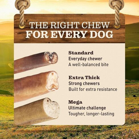 MEGA Bully Sticks (12 Inch, 5 Count) Extra-Thick Dog Treats – Fully Digestible 100% Beef Treats, Natural Dental Chews – Keep Your Dog Busy with 50% Longer Lasting Chews in Kuwait