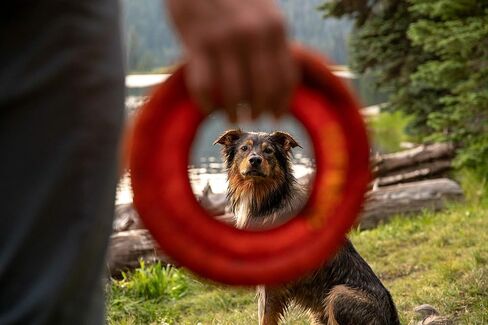 Ruffwear، قرص طائر للكلاب المائية، لعبة جلب عائمة من الرغوة الناعمة، لعبة تفاعلية خفيفة الوزن للمياه والثلج، لطيفة على الأسنان، لعب خارجي متين على مدار العام، أوركيد أرجواني، 9 بوصات متوسطة in Kuwait