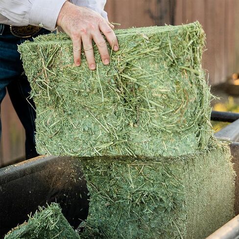 standlee Certified Alfalfa Compressed Hay Bale, Alfalfa Hay for Horses and Cattle, 50 lbs in Kuwait