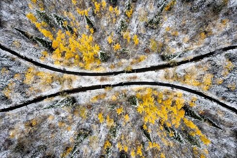 Aspens in Snow بواسطة طائرة بدون طيار - طباعة/قماش/أكريليك/معدن in Kuwait