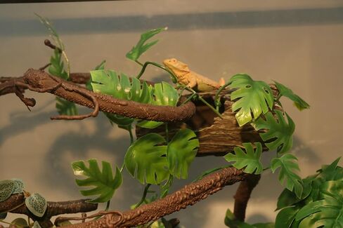 AQUA KT Reptile Twist Climber Flexible Climbing Vine Rain Forest Terrarium Branch for Leopard Gecko Lizard Snake Terrarium Amphibian Decoration in Kuwait