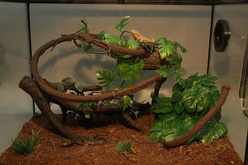 AQUA KT Reptile Twist Climber Flexible Climbing Vine Rain Forest Terrarium Branch for Leopard Gecko Lizard Snake Terrarium Amphibian Decoration in Kuwait