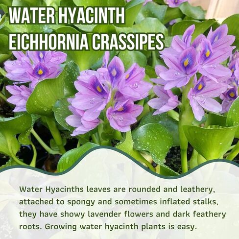 Mainam Water Hyacinth Eichhornia Crassipes الاستوائية المياه العذبة زينة نباتات حوض السمك الحية (3 عبوات) in Kuwait