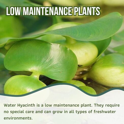 Mainam Water Hyacinth Eichhornia Crassipes الاستوائية المياه العذبة زينة نباتات حوض السمك الحية (3 عبوات) in Kuwait