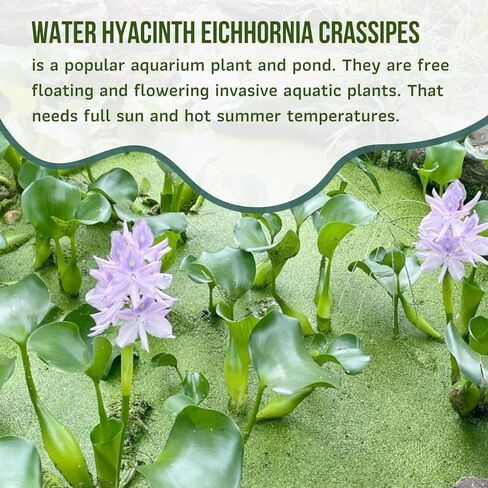 Mainam Water Hyacinth Eichhornia Crassipes الاستوائية المياه العذبة زينة نباتات حوض السمك الحية (3 عبوات) in Kuwait