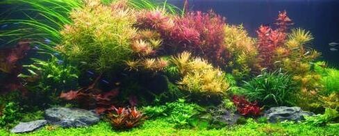 Aquarium Plant Essentials Bundle - Hard to Kill - Live Aquarium Plant - Freshwater - Low | Medium | High Light in Kuwait