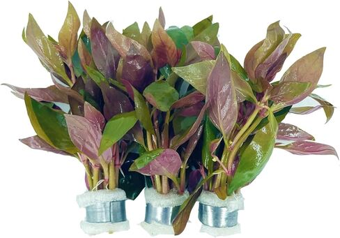 3xAlternanthera Lilacina Plants, Live Aquarium Plant | Deep Purple & Red Aquatic Stem Plant for Stunning Aquascapes in Kuwait