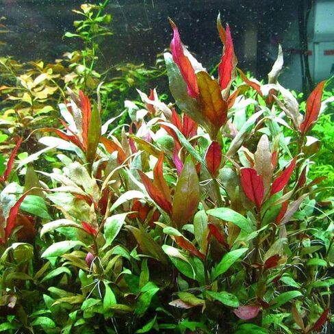 3xAlternanthera Lilacina Plants, Live Aquarium Plant | Deep Purple & Red Aquatic Stem Plant for Stunning Aquascapes in Kuwait