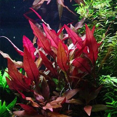 3xAlternanthera Lilacina Plants, Live Aquarium Plant | Deep Purple & Red Aquatic Stem Plant for Stunning Aquascapes in Kuwait