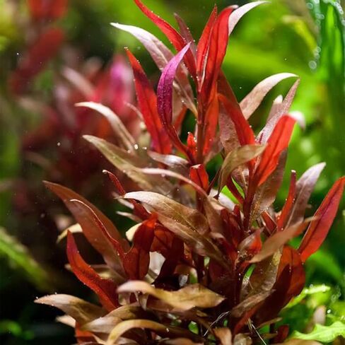 3xAlternanthera Lilacina Plants, Live Aquarium Plant | Deep Purple & Red Aquatic Stem Plant for Stunning Aquascapes in Kuwait
