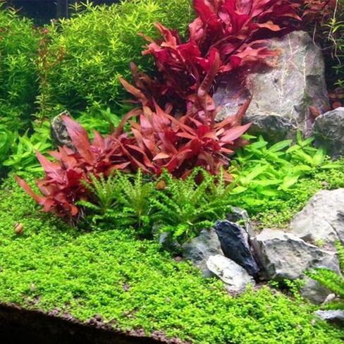 3xAlternanthera Lilacina Plants, Live Aquarium Plant | Deep Purple & Red Aquatic Stem Plant for Stunning Aquascapes in Kuwait