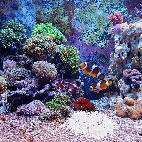 Ciieeo Aquarium Decorative Glass Pebbles 500g White Crystal Stones Fish Tank Stone Decor for Freshwater Tanks and Aquarium Landscaping in Kuwait