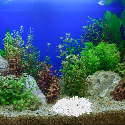 Ciieeo Aquarium Decorative Glass Pebbles 500g White Crystal Stones Fish Tank Stone Decor for Freshwater Tanks and Aquarium Landscaping in Kuwait