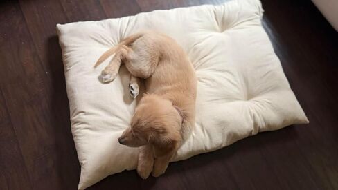 Rectangular Muslin Dog Bed Insert with Raw Cotton Filler, Natural Pet Bed Cushion Insert, Breathable Inner Pillow for Dog Bed Covers (Medium 36"x22"x4") in Kuwait