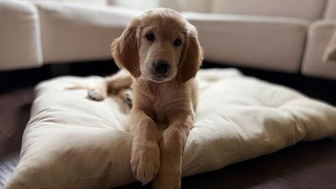 Rectangular Muslin Dog Bed Insert with Raw Cotton Filler, Natural Pet Bed Cushion Insert, Breathable Inner Pillow for Dog Bed Covers (Medium 36"x22"x4") in Kuwait
