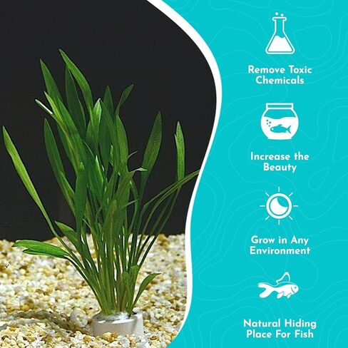 السيف المتسلسل ذو الأوراق الضيقة Hellanthium Bolivianum - نبات حوض السمك الحي - المياه العذبة - الضوء المتوسط in Kuwait