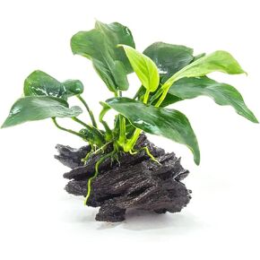 أنوبياس كبير على الأخشاب الطافية - نبات حوض السمك الحي - المياه العذبة - الإضاءة المنخفضة in Kuwait