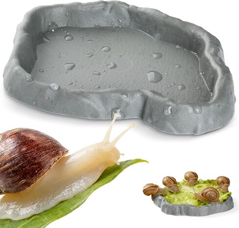 Snail Food and Water Bowl Terrarium Feeding Dish for Tank Supplies in Kuwait