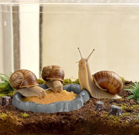 Snail Food and Water Bowl Terrarium Feeding Dish for Tank Supplies in Kuwait