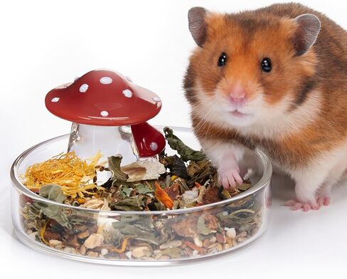 Niteangel Hamster Feeding & Water Bowls- Mushroom Ceramics Series Food Dish Feeding Bowls for Dwarf Syrian Hamsters Gerbils Mice Rats or Other Similar-Sized Small Pets (Feeding Bowl) in Kuwait