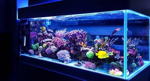 Value 3 Pack Aquarium Natural Look Plastic Plants 22-25cm Tall, Ornament 8-9 Inch Fish Tank Coverage Plants, Fish Tank Coverage Plants in Kuwait