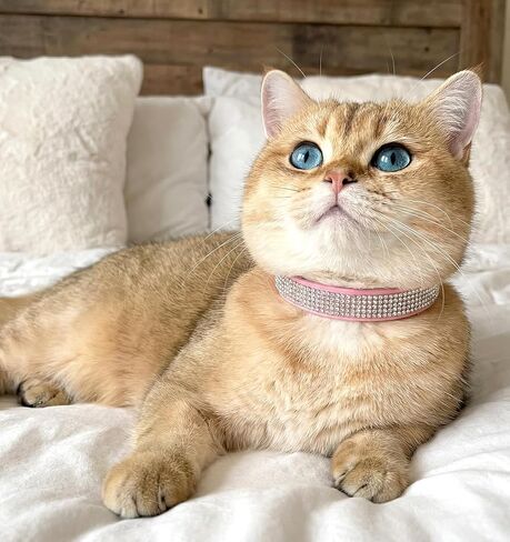 Small Cat Collar, Soft Velvet Rhinestone Breakaway Cat Collar, Adjustable 8-11 Inch Pink Glitter Cat Collar for Girl Cats, Kitten, Small Medium Large Cat in Kuwait