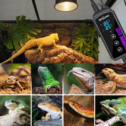 repti حديقة الحيوان ترموستات يعتم الزواحف، وحدة تحكم في درجة الحرارة pid مع شاشة رقمية led، ترموستات الزواحف لمصباح الحرارة الزواحف وسخانات حصيرة، وظيفة الذاكرة in Kuwait