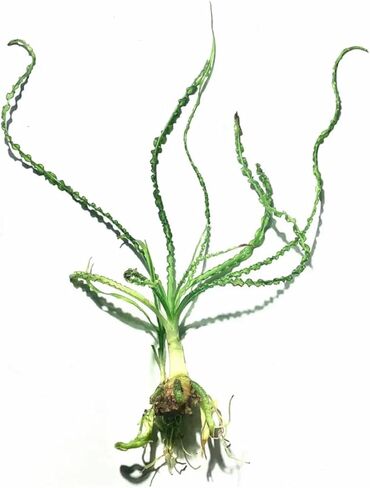 Crinum Calamistratum - المياه العذبة - الضوء المتوسط in Kuwait