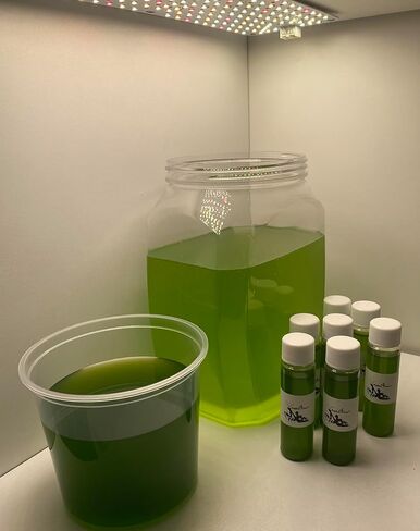 قارورتان (2) من المياه الخضراء الحية (Chlorella vulgaris) - العوالق النباتية الحية لاستقرار الكائنات الحية الدقيقة في حوض السمك، وإنتاج Infusora، والعوالق الحيوانية (Daphnia، Moina، إلخ.) الغذاء، والمزيد in Kuwait