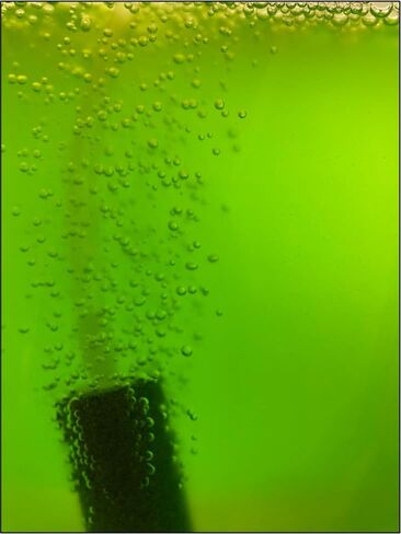قارورتان (2) من المياه الخضراء الحية (Chlorella vulgaris) - العوالق النباتية الحية لاستقرار الكائنات الحية الدقيقة في حوض السمك، وإنتاج Infusora، والعوالق الحيوانية (Daphnia، Moina، إلخ.) الغذاء، والمزيد in Kuwait