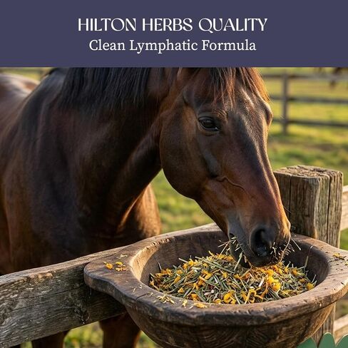 Hilton Herbs Cleavers & Marigold Lymphatic Support Horse Supplement, 1.65 lb Bag – Herbal Blend for Horses & Ponies, Supports Healthy Legs, Skin & Coat in Kuwait