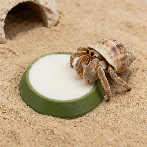 6 Pcs Cricket Water Bowl Plastic Reusable Feeding Dish Mini Bowl with 6 Pcs Sponge for Hermit Crab Cricket Scorpion Ant Isopod Invertebrate (Green) in Kuwait