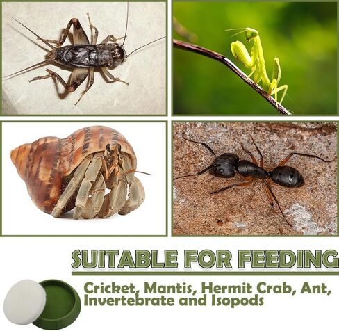 6 Pcs Cricket Water Bowl Plastic Reusable Feeding Dish Mini Bowl with 6 Pcs Sponge for Hermit Crab Cricket Scorpion Ant Isopod Invertebrate (Green) in Kuwait