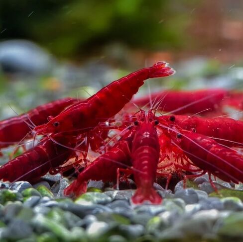 20 High Grade Fire Red Cherry Shrimps Neocaridina Live Freshwater Shrimp Aquarium Inverts (Live Guarantee or Replacemnt is Free) in Kuwait