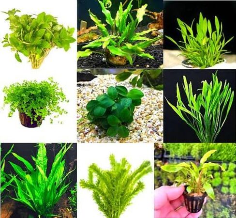 مجموعة 3 قطع من Bucephalandra Collector - نباتات أحواض السمك الحية (أصناف متنوعة، جذمور فضفاض) - مياه عذبة - ضوء منخفض إلى متوسط in Kuwait