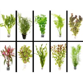 نباتات أحواض المياه العذبة الحية التي تحتوي على أكثر من 25 سيقانًا - اختيار المزارعين مناسب للمبتدئين in Kuwait