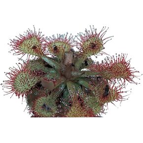 Sundew (Drosera), Living Plant, Good for Acid-Bog Terraria in Kuwait