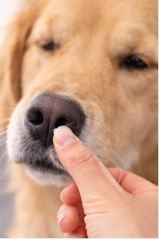 Dog Paw Balm for Dry Cracked Paws & Noses, Moisturizing Paw Pad Balm & Dog Nose Balm with Shea Butter, Dog Paw Moisturizer for Dogs, Safe to Lick, 1 oz in Kuwait