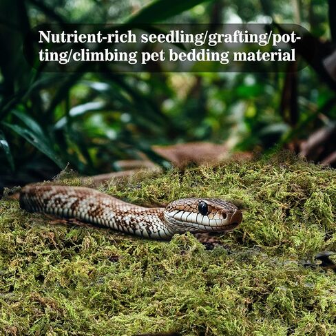 RAINFLOW Sphagnum Moss for Reptiles - 7 Oz Reptile Moss Peat Terrarium Moss Bedding Reptiles Lizard Substrate for Reptile Tank, Snake, Leopard Gecko, Ball Python, Crested Gecko, Turtle, Frog, Hamster in Kuwait