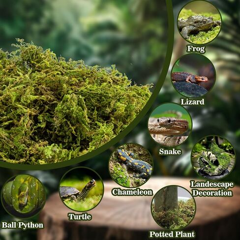 RAINFLOW Sphagnum Moss for Reptiles - 7 Oz Reptile Moss Peat Terrarium Moss Bedding Reptiles Lizard Substrate for Reptile Tank, Snake, Leopard Gecko, Ball Python, Crested Gecko, Turtle, Frog, Hamster in Kuwait