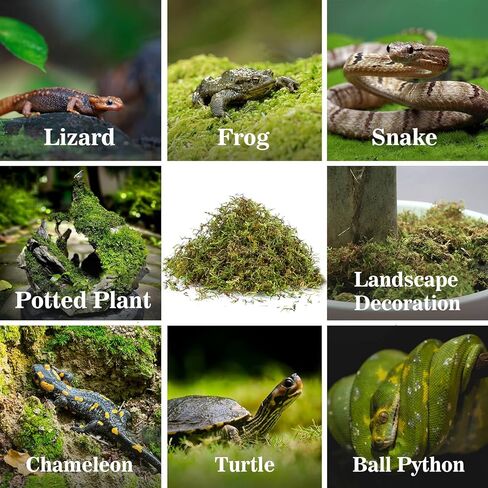 RAINFLOW Sphagnum Moss for Reptiles - 7 Oz Reptile Moss Peat Terrarium Moss Bedding Reptiles Lizard Substrate for Reptile Tank, Snake, Leopard Gecko, Ball Python, Crested Gecko, Turtle, Frog, Hamster in Kuwait