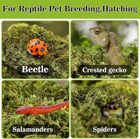 RAINFLOW Sphagnum Moss for Reptiles - 7 Oz Reptile Moss Peat Terrarium Moss Bedding Reptiles Lizard Substrate for Reptile Tank, Snake, Leopard Gecko, Ball Python, Crested Gecko, Turtle, Frog, Hamster in Kuwait