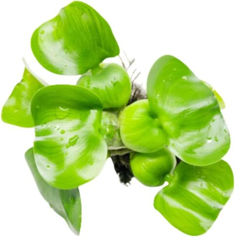 Mainam Water Hyacinth Eichhornia Crassipes Tropical Freshwater Live Aquarium Plant Decorations (1 Pack) in Kuwait