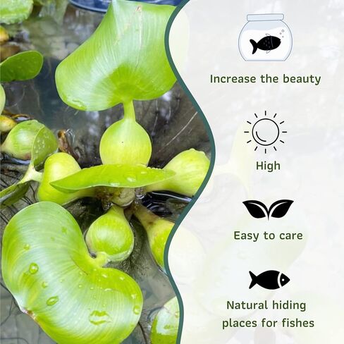 Mainam Water Hyacinth Eichhornia Crassipes Tropical Freshwater Live Aquarium Plant Decorations (1 Pack) in Kuwait